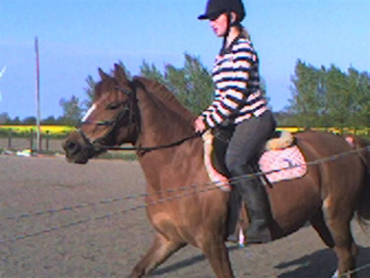 Anden særlig race Nakita (Solgt)  - vi prøver at ride dressur... billede 3