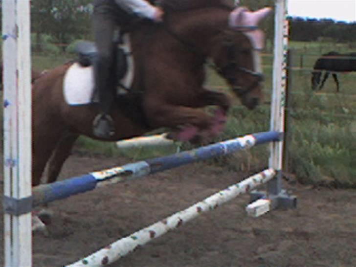 Anden særlig race Nakita (Solgt)  - mig og den lille pige billede 4