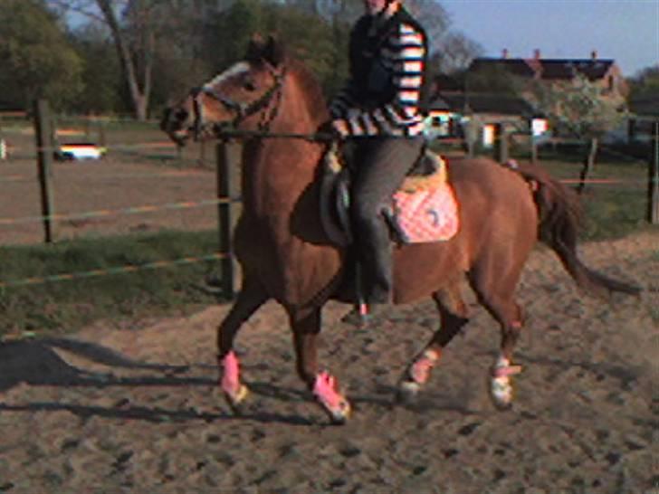 Anden særlig race Nakita (Solgt)  - på vej hen til et spring.. billede 5