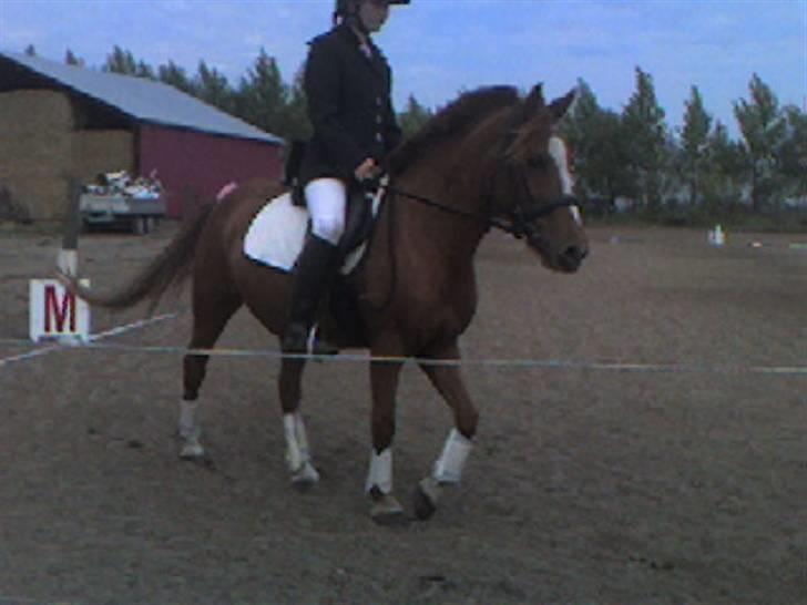 Anden særlig race Nakita (Solgt)  - vi rider lige en dressur klasse også!! billede 6