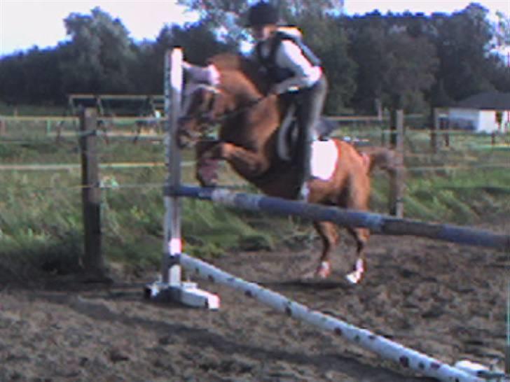 Anden særlig race Nakita (Solgt)  - vi springer ca 90.cm billede 7