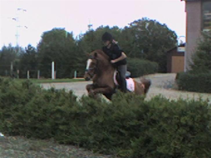 Anden særlig race Nakita (Solgt)  - vi springer over heg... billede 10