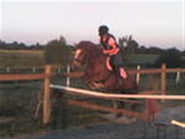 Anden særlig race Nakita (Solgt)  - springer lige!!!! billede 11