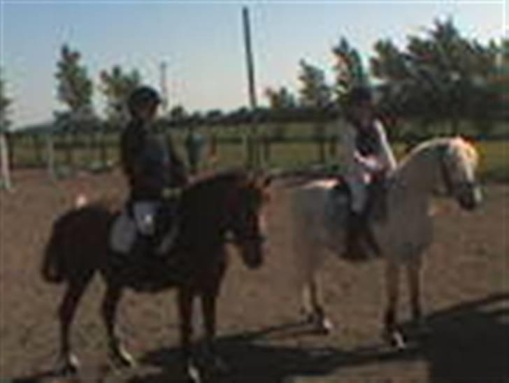 Anden særlig race Nakita (Solgt)  - da vi fik en anden plads... billede 12