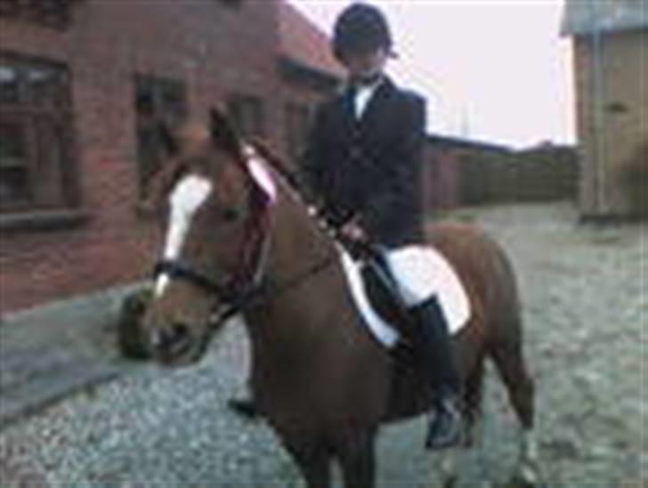 Anden særlig race Nakita (Solgt)  - vi vandt i dressur<3<3 billede 14