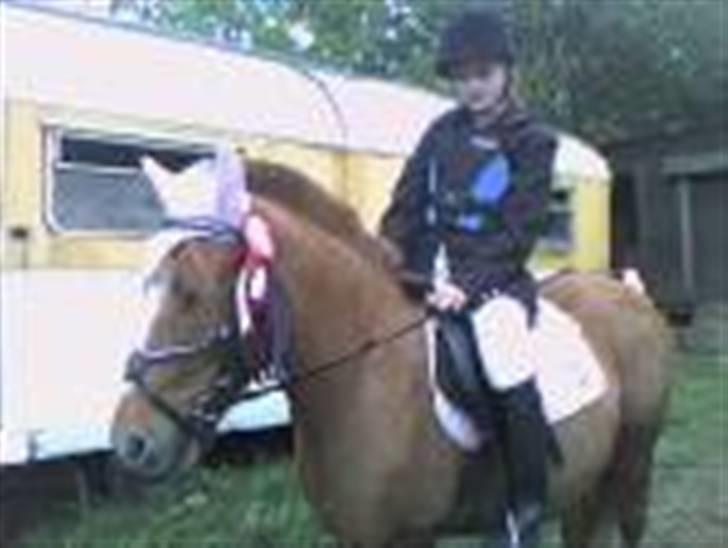 Anden særlig race Nakita (Solgt)  - vi vandt stort og gemmenførte i spring<3<3<3<3<3<3 billede 15