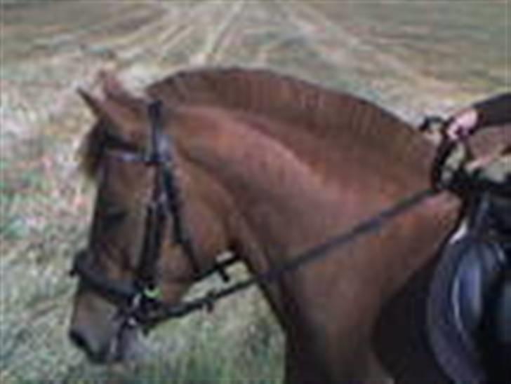 Anden særlig race Nakita (Solgt)  - på en mark... billede 17