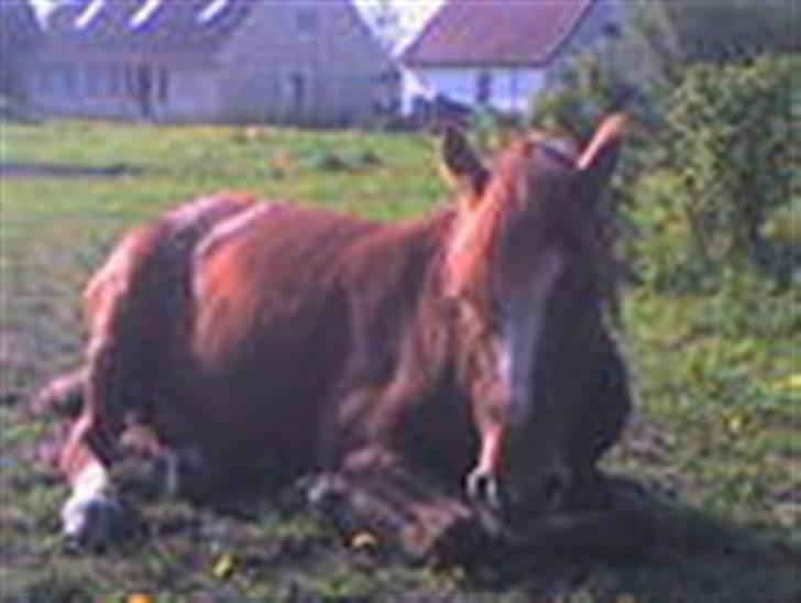 Anden særlig race Nakita (Solgt)  - jeg ligger lige og sover!!! billede 18