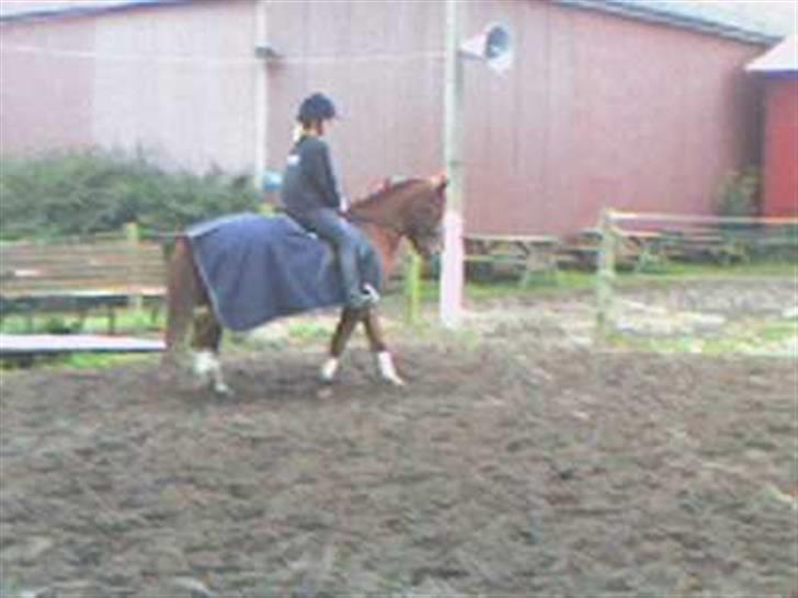 Anden særlig race Nakita (Solgt)  - vores første stævne sammen<3<3 billede 19