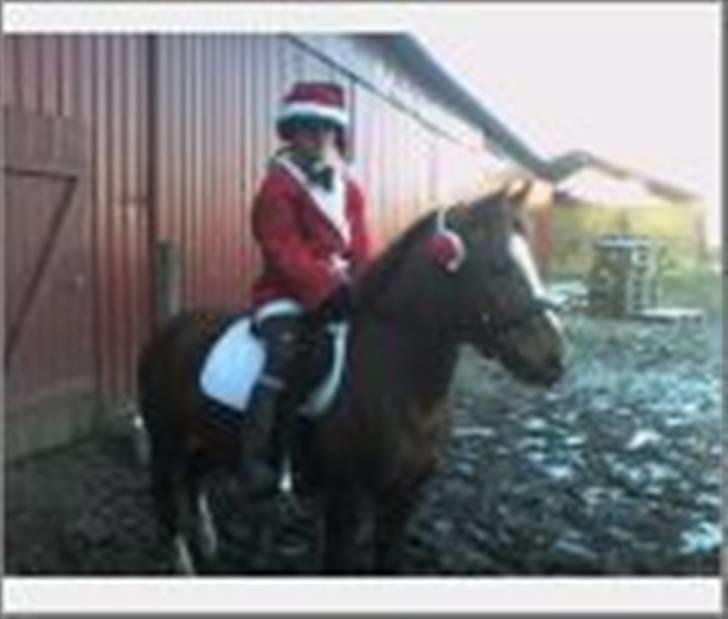 Anden særlig race Nakita (Solgt)  - Hehe. Lige da jeg havde fået hende næste. Vi skulle ride et julestævne<33 billede 20