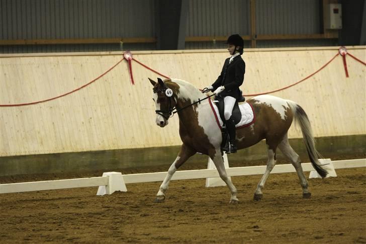 Pinto + Welsh Låddenhøjs Zioux  - 17#  la5 i herning :P fotograf:  Flemming S :) MÅ IKKE KOPIERES!!!! billede 17