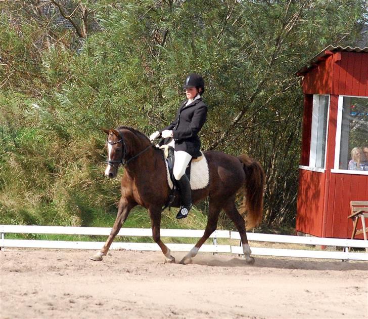 Anden særlig race SILKE - Nibe Cup 2009   - foto: Nanna Krüger. billede 17