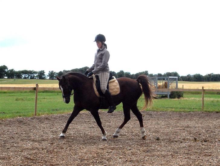 Anden særlig race SILKE - Silke og jeg i trav, 2. gang efter folingen 27/6.   - foto: maria. billede 18