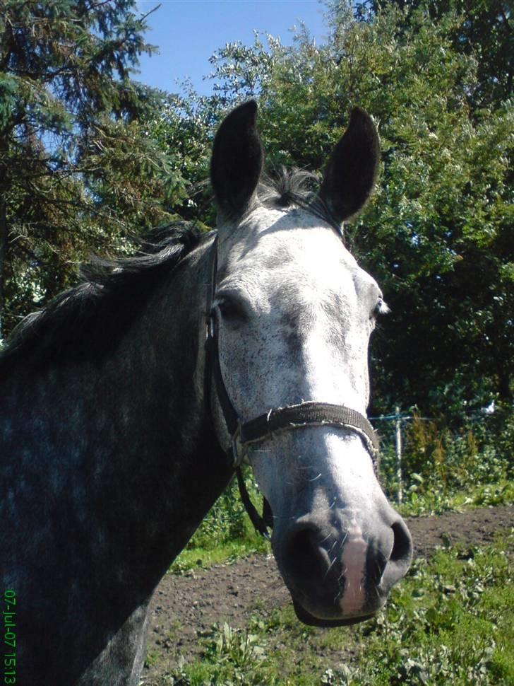 Holstener Zeênia - engang helpart billede 1
