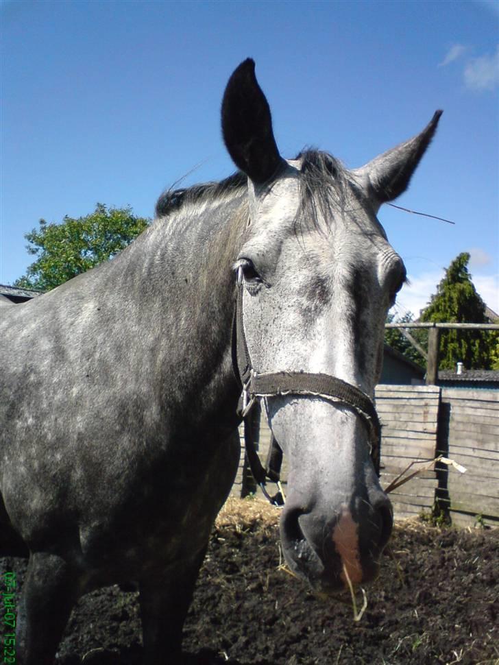 Holstener Zeênia - engang helpart billede 4