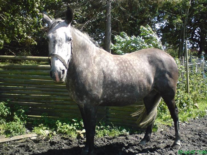 Holstener Zeênia - engang helpart billede 5