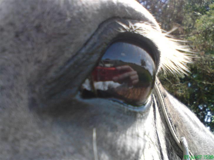 Holstener Zeênia - engang helpart billede 6