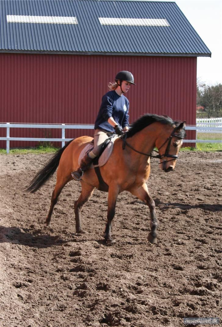 Anden særlig race Orchard Freedom - Solgt  billede 12