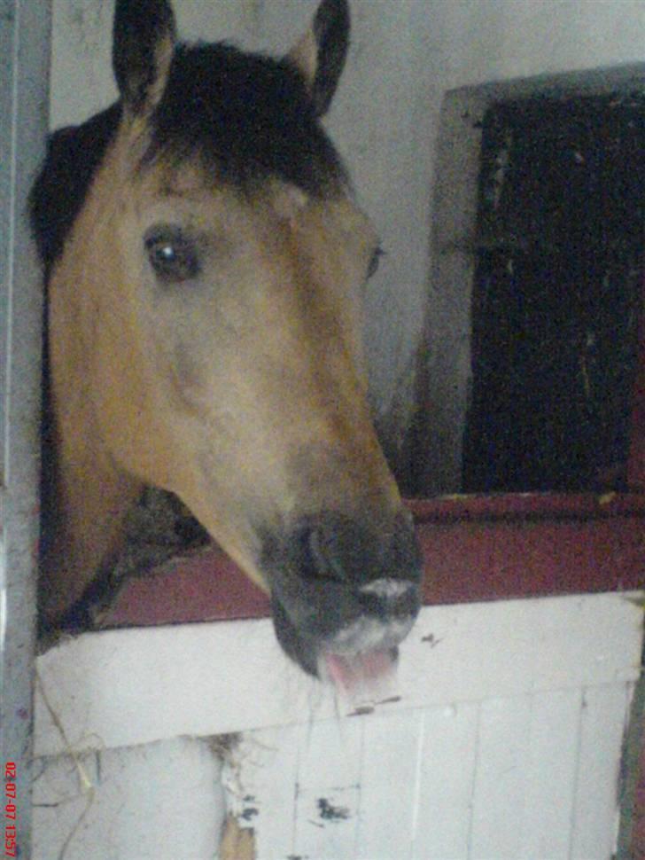 Anden særlig race Orchard Freedom - Solgt  - Free elsker sukker billede 15