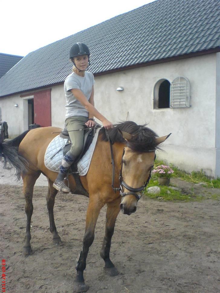 Anden særlig race Orchard Freedom - Solgt  - Pernille og Free billede 16