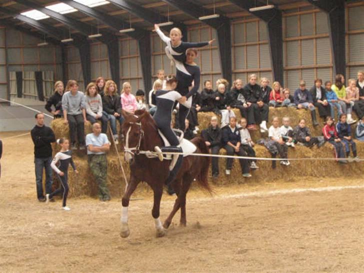 Hollandsk Varmblod olympic hopa billede 4