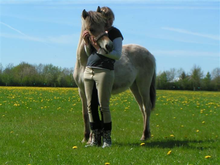 Fjordhest Thea Grace SOLGT - Love in the air<333 (=taget af karina H=) billede 11