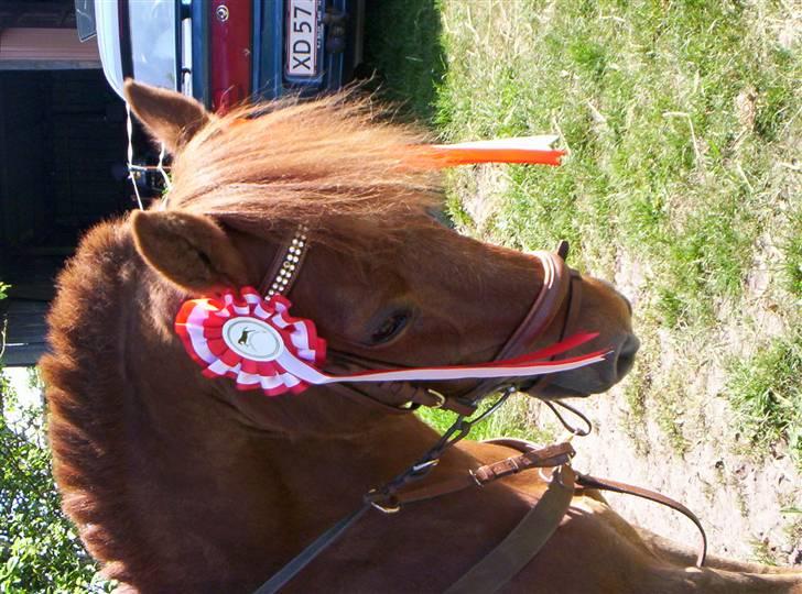 Gotlandsruss Standi min WorldCup pony. - Min vinder pony.  billede 2