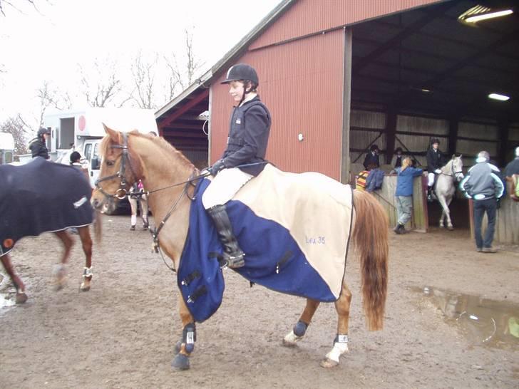 Tysk Sportspony Lex 35  - mads og lex i bdor 07 billede 18