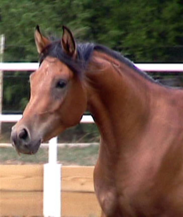 Sportsaraber (A) Rain - Rain. billede 1