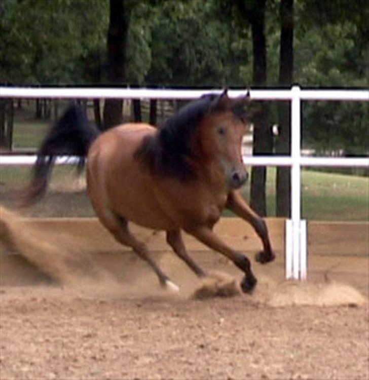 Sportsaraber (A) Rain - Så der fart på.. :) billede 2