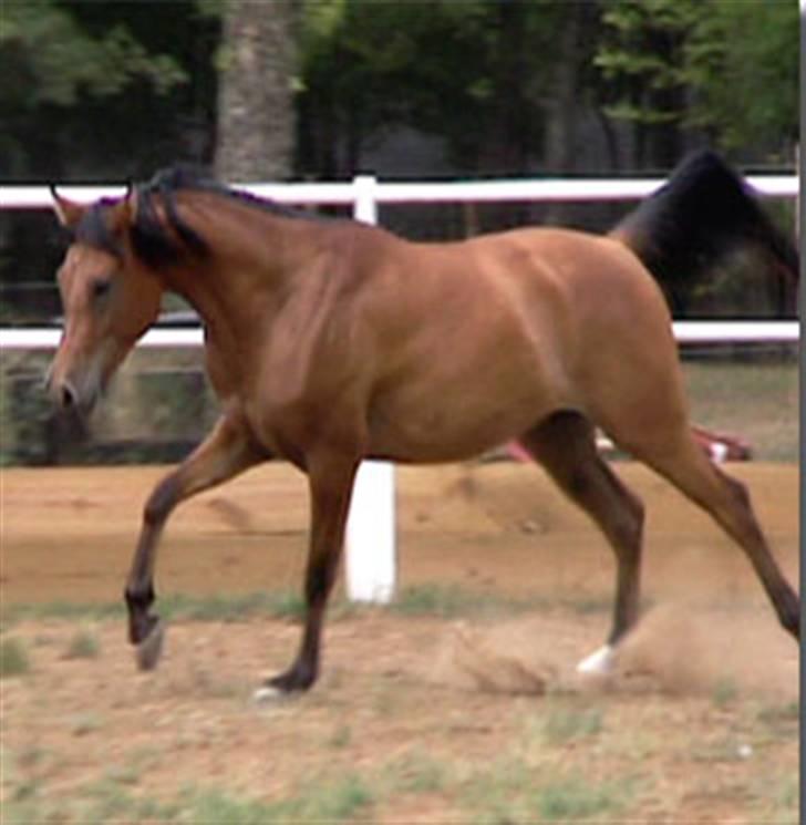 Sportsaraber (A) Rain billede 3