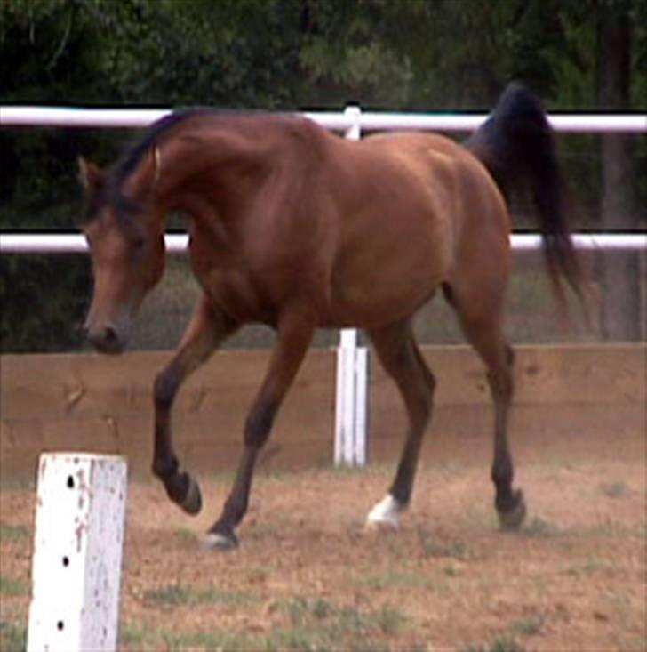 Sportsaraber (A) Rain billede 4