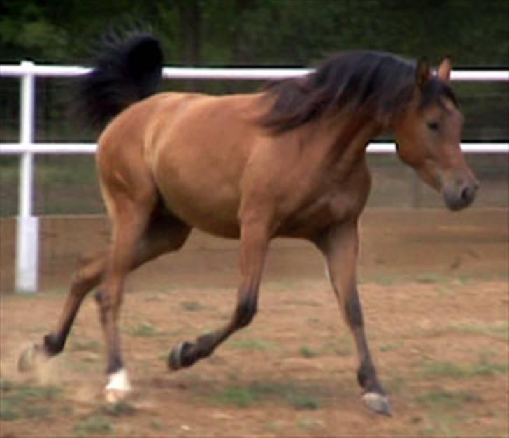 Sportsaraber (A) Rain billede 5