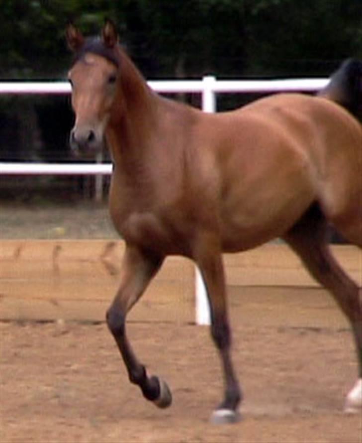 Sportsaraber (A) Rain billede 6