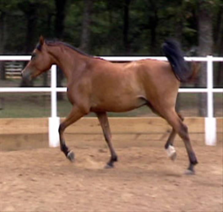 Sportsaraber (A) Rain billede 7