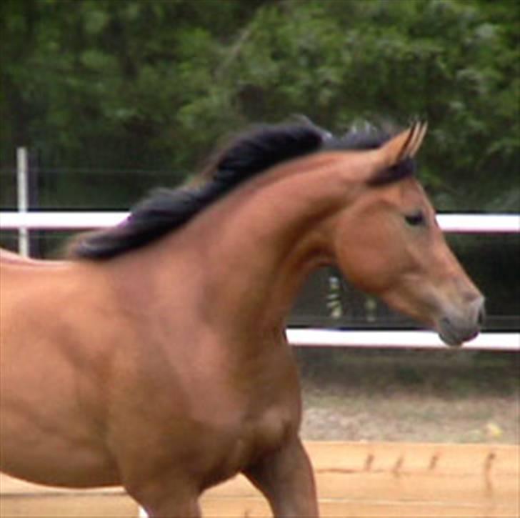 Sportsaraber (A) Rain billede 8