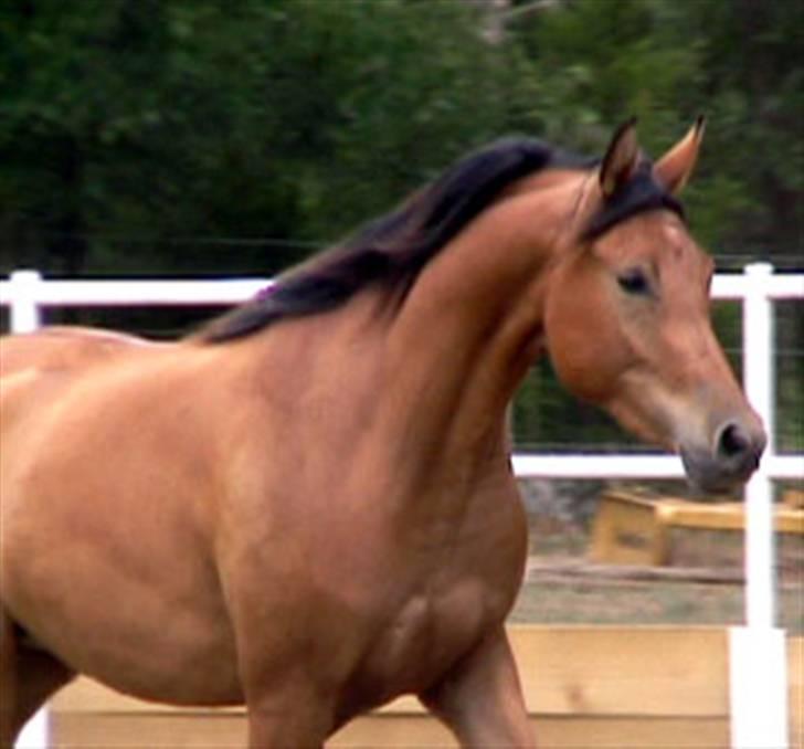 Sportsaraber (A) Rain billede 9