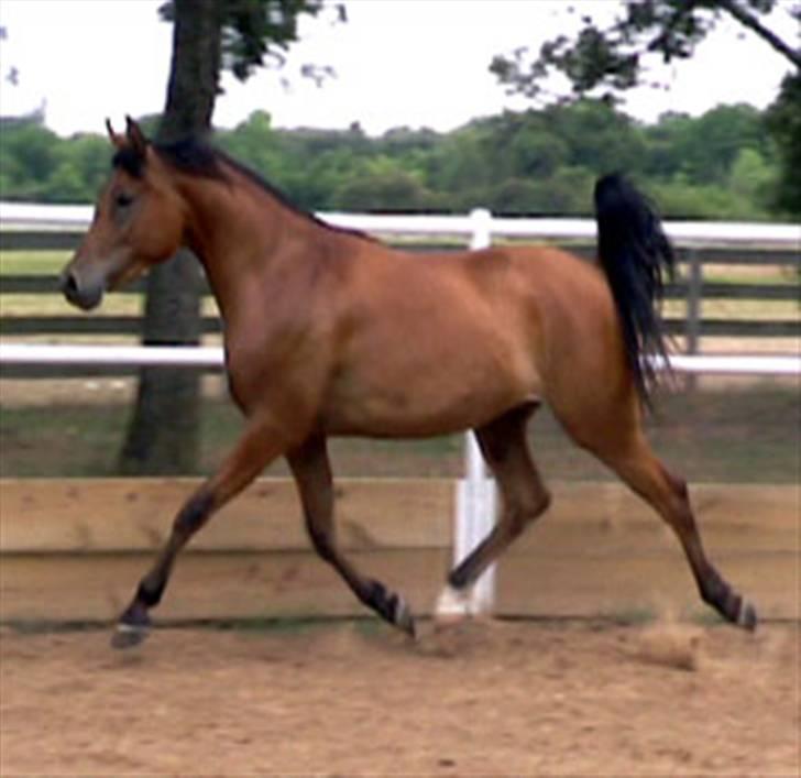 Sportsaraber (A) Rain billede 10