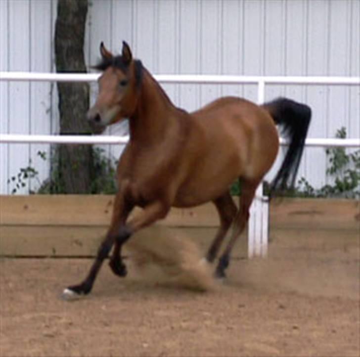 Sportsaraber (A) Rain - Jeg er den perfekte fotomodel... :D billede 11