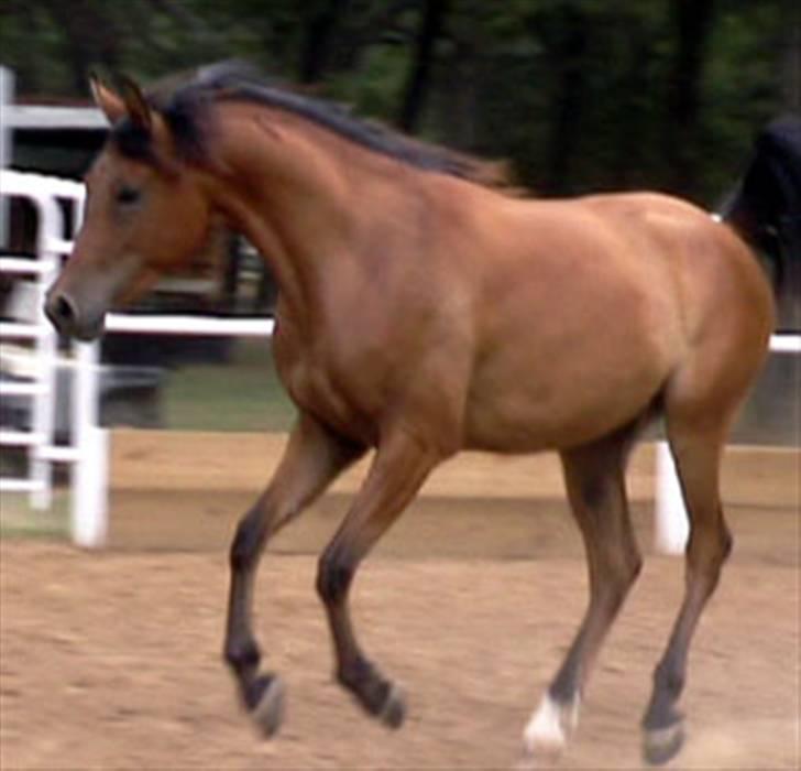 Sportsaraber (A) Rain billede 12