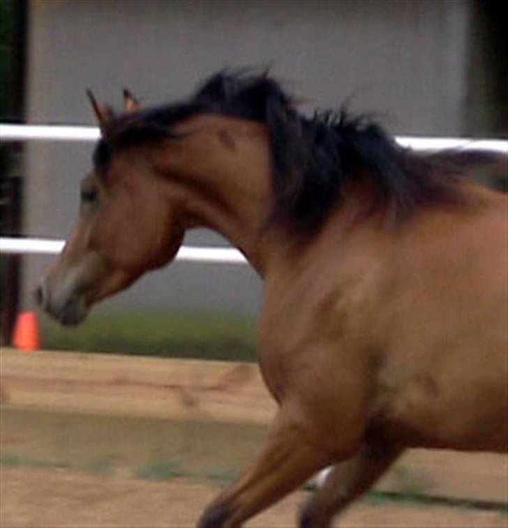 Sportsaraber (A) Rain billede 13