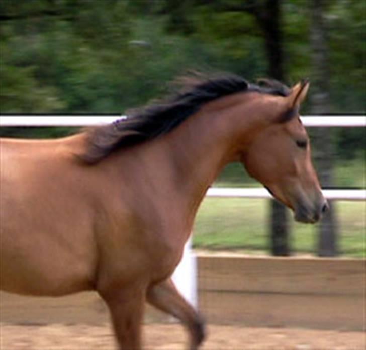 Sportsaraber (A) Rain billede 14