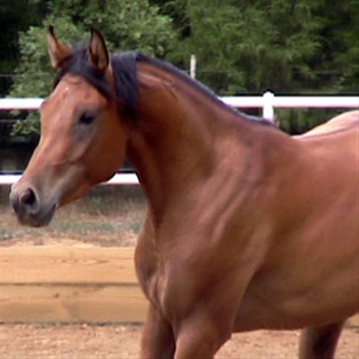 Sportsaraber (A) Rain billede 15