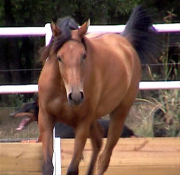 Sportsaraber (A) Rain billede 16