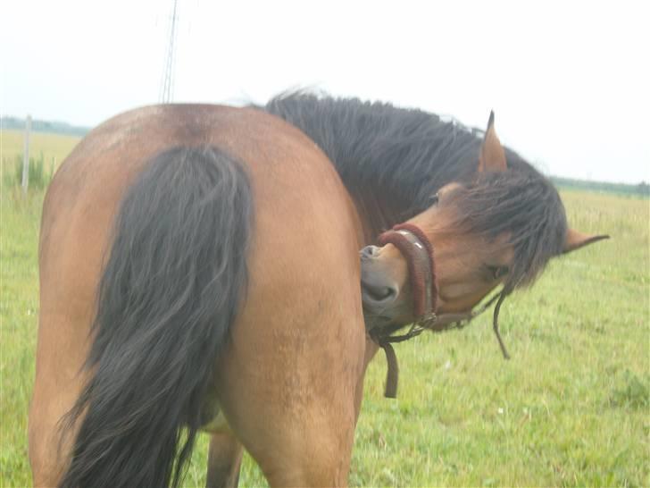 New Forest Moorland's Rondale *Død* - <3 jeg elsker dig fra alle sider, elsker alt ved dig min skønne dreng og vil jeg altid gøre !! billede 20