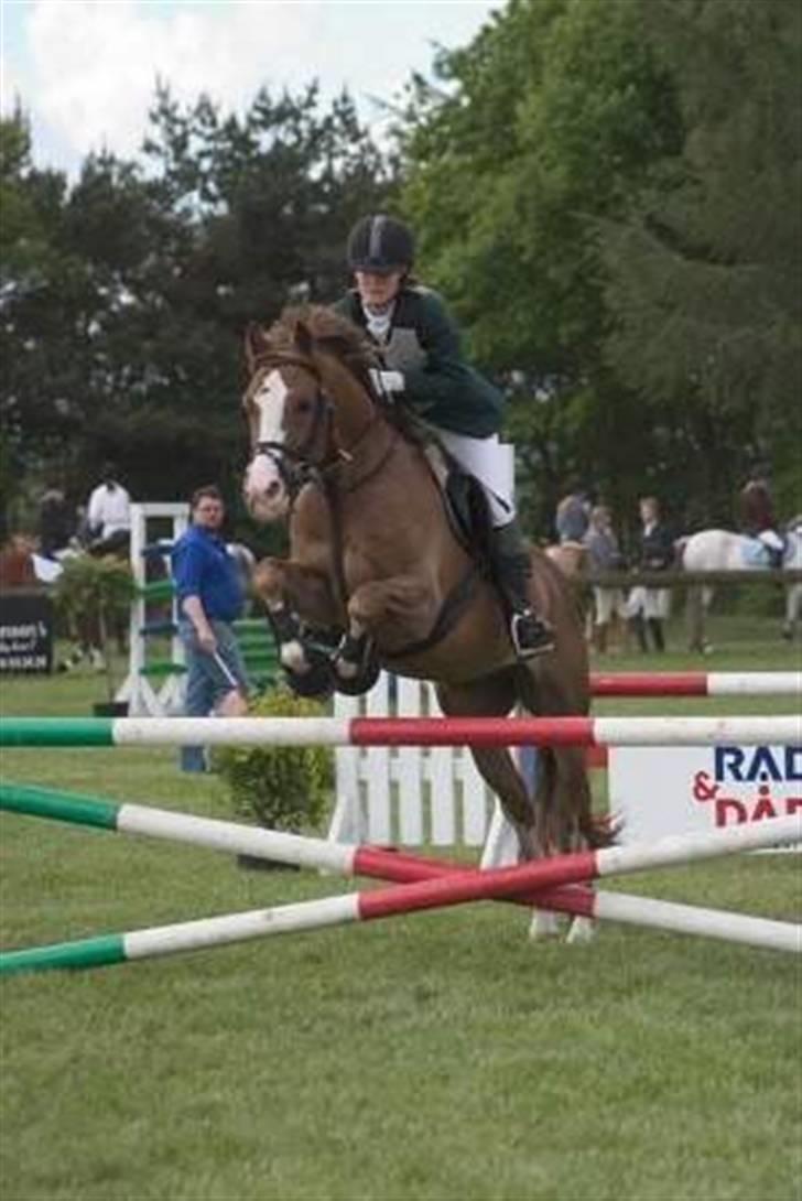 Welsh Cob (sec D) Brynithon Brenhinol Magic billede 1