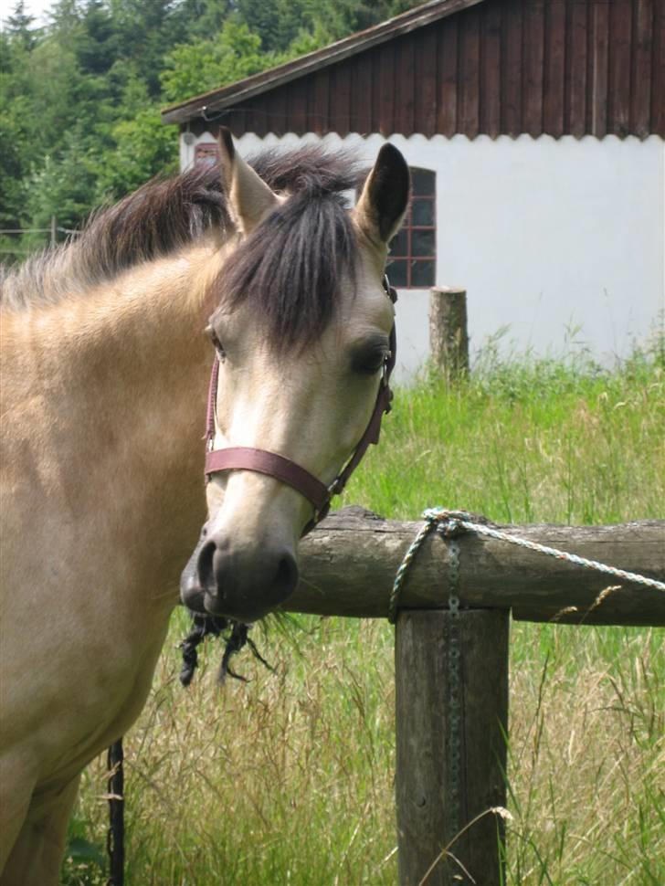 Welsh Pony af Cob-type (sec C) Rotterdam's Sheila - Hvad vil du?? billede 15