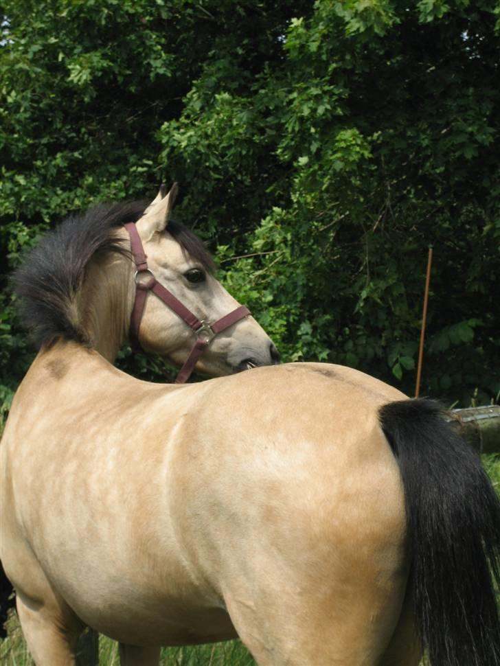 Welsh Pony af Cob-type (sec C) Rotterdam's Sheila - Hvem der?? billede 16