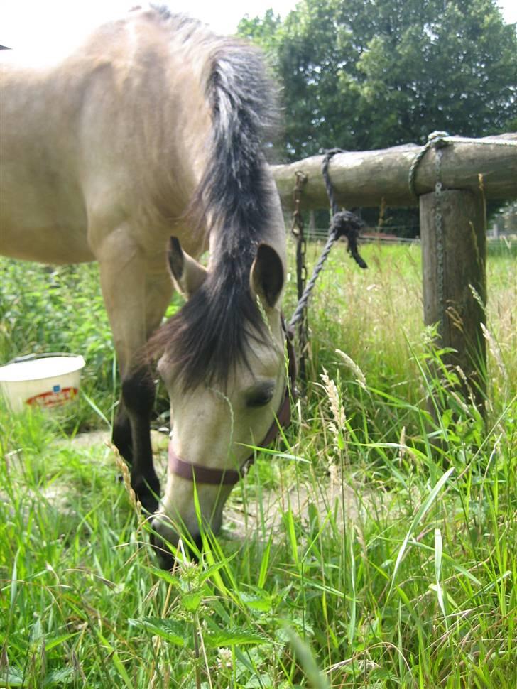 Welsh Pony af Cob-type (sec C) Rotterdam's Sheila - UUUM græs billede 17