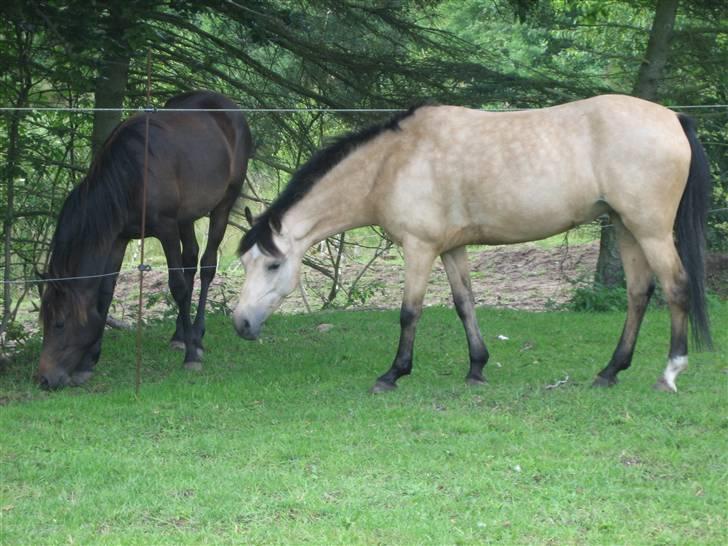 Welsh Pony af Cob-type (sec C) Rotterdam's Sheila - Hej følle.. billede 18